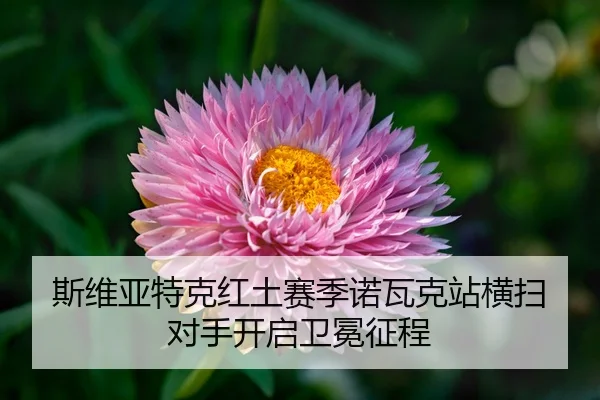 斯维亚特克红土赛季诺瓦克站横扫对手开启卫冕征程